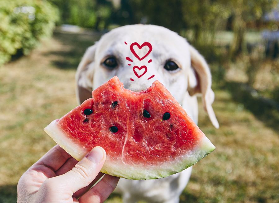 Can puppies have clearance watermelon